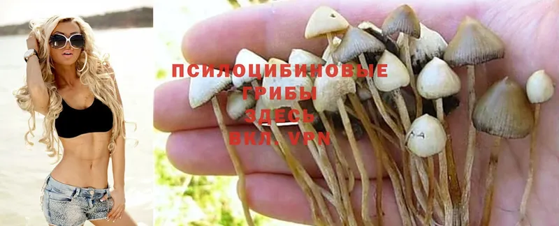 наркошоп  Скопин  Псилоцибиновые грибы Cubensis 